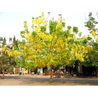 Cây Muồng Hoàng Yến ( Osaka Hoa Vàng)
