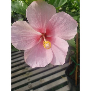 Bông bụp đơn (nhiều màu) tặng kèm phân bón