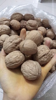 1KG QUẢ ÓC CHÓ NGON