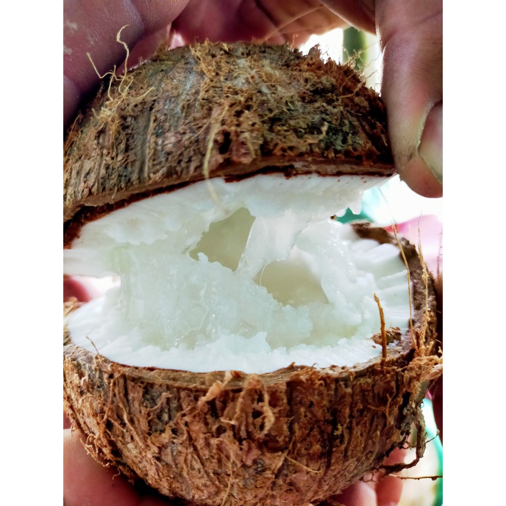Dừa Sáp Bi Đặc (Trái 600gr800gr)