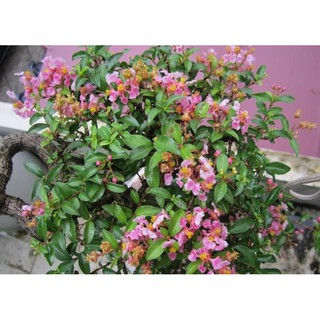 Com bo 2 cây Hồng ngọc mai bonsai , cây giống gửi đi nguyên bầu cây giống
