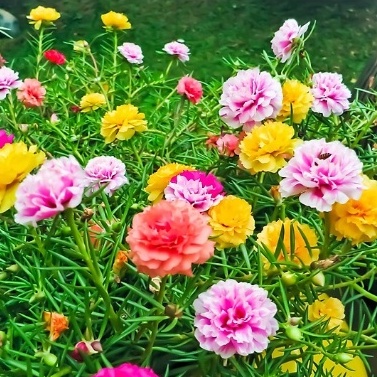 500H - HẠT GIỐNG HOA MƯỜI GIỜ MỸ KÉP - TẶNG THUỐC KÍCH MẦM RỄ NHANH