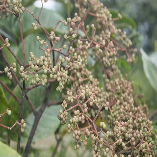 Cây mắc khén giống khỏe đẹp