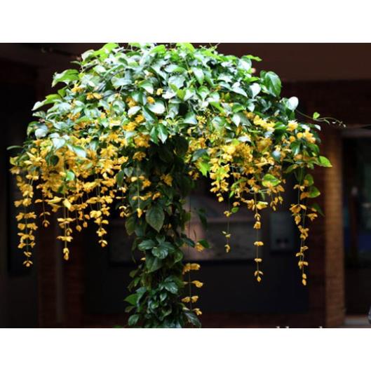 10 Hạt Hoa lan hoàng dương – Loài hoa dây leo với sắc màu rực rỡ