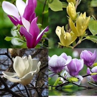Cây Mộc Lan Giống(1 bầu)