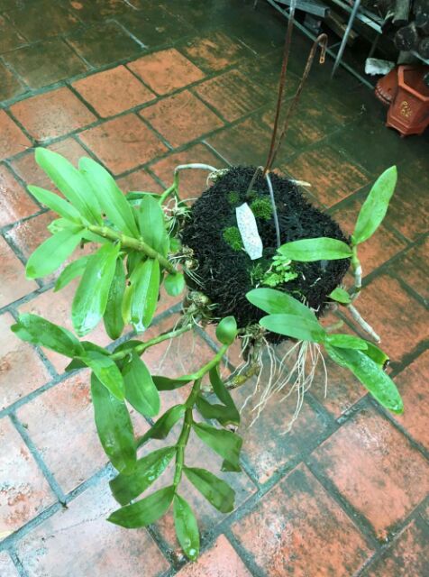 Hoa phong lan trầm tím rừng giò thuần