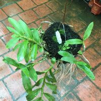 Hoa phong lan trầm tím rừng giò thuần