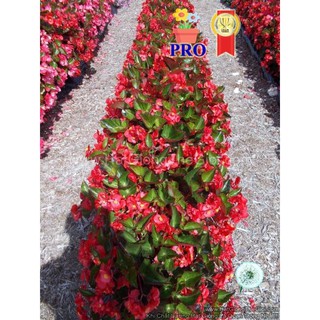 25h Hạt Giống Hoa Thu Hải Đường Bông To BIG Đỏ Lá Xanh (TLB3| -KD: B36*X63*M203)
