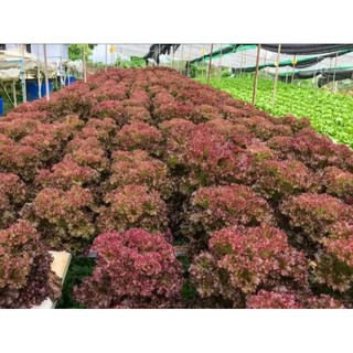 HẠT GIỐNG XÀ LÁCH XOĂN ĐỎ