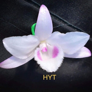 CHẬU HOA LAN PHI ĐIỆP HỒNG YÊN THỦY CẤY MÔ HÀNG CHUẨN cam kết chất lượng