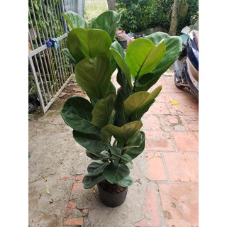Cây Bàng Singapore  2.3 ngọn (tặng kèm phân bón)