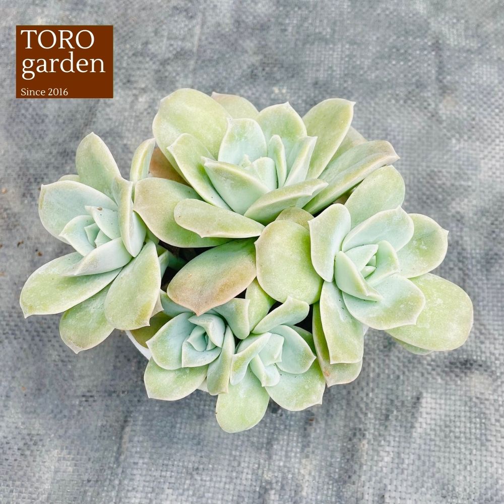 Sen đá hồng hà lan lá lớn Đà Lạt size trung bình cây cảnh trang trí nhà cửa Toro garden