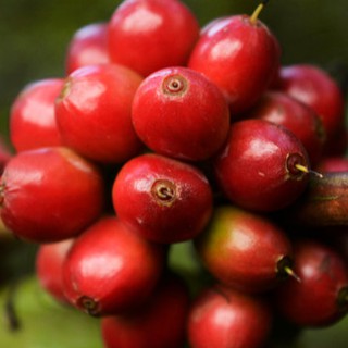 (2 Gói 500gr) Combo 1Kg Cà Phê ARABICA Cầu Đất Rang Mộc - BDN Coffee