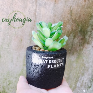 Chậu sen đá Giả C02