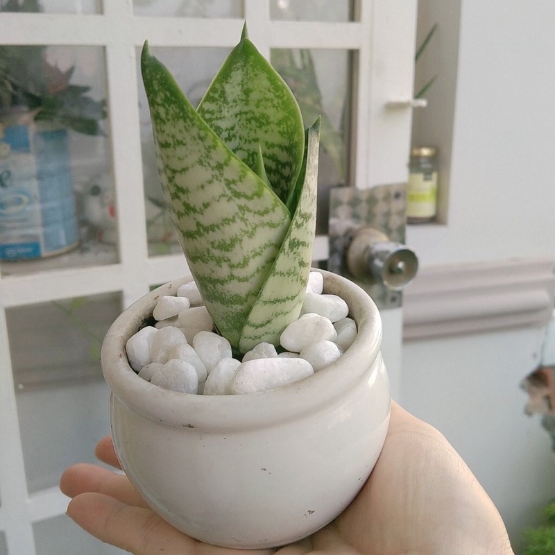 Cây lưỡi mèo mini