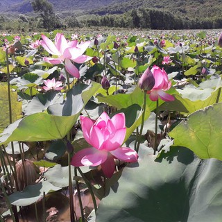 Sỉ 1kg Hạt giống hoa sen ta quê hương (3 màu hồng, trắng, vàng)