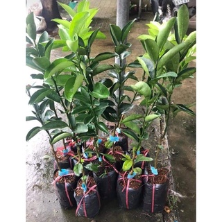 Giống Cây Cam Sành ( Ra Trái Siêu Sớm)