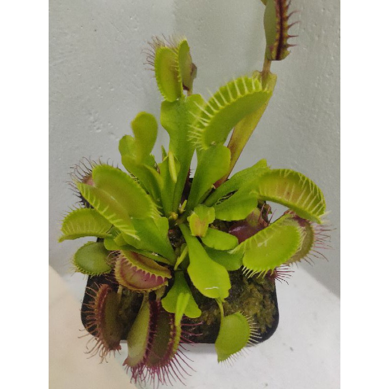 Cây Bắt Mồi - Cây Bẫy Kẹp - Venus flytrap G16 [HungGarden]