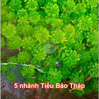 [5 Nhánh] Tiểu Bảo Tháp cây thủy sinh (chỉ Ship HCM)