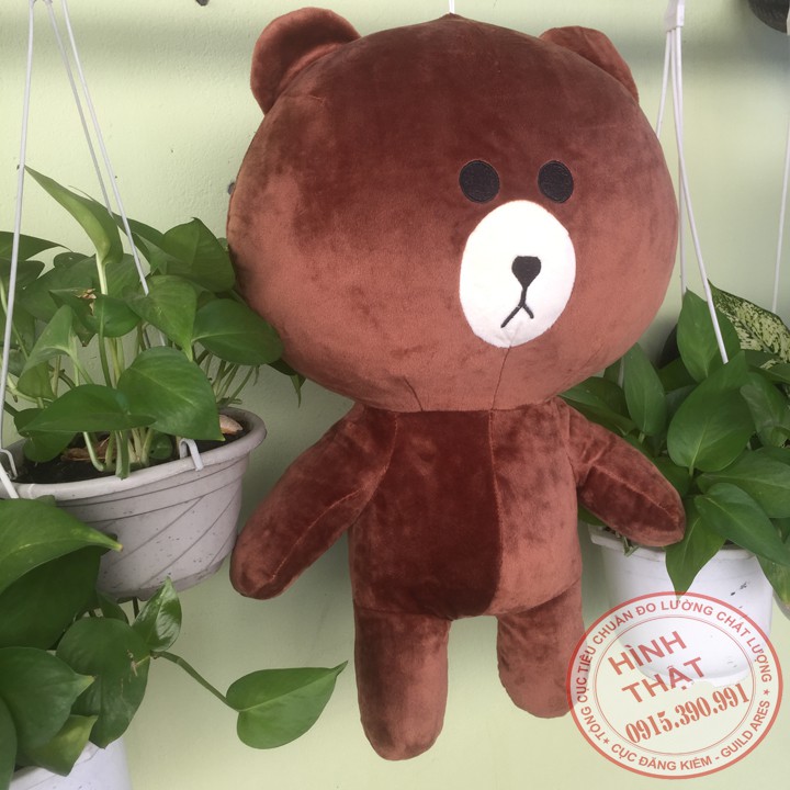 Gấu Brown 50cm siêu cute