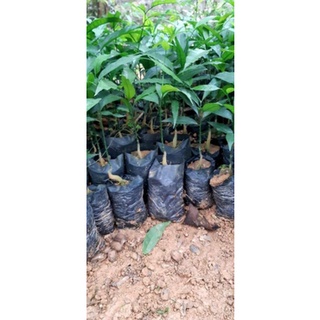combo 5 Cây giống rau ngót rừng (rau sắng )