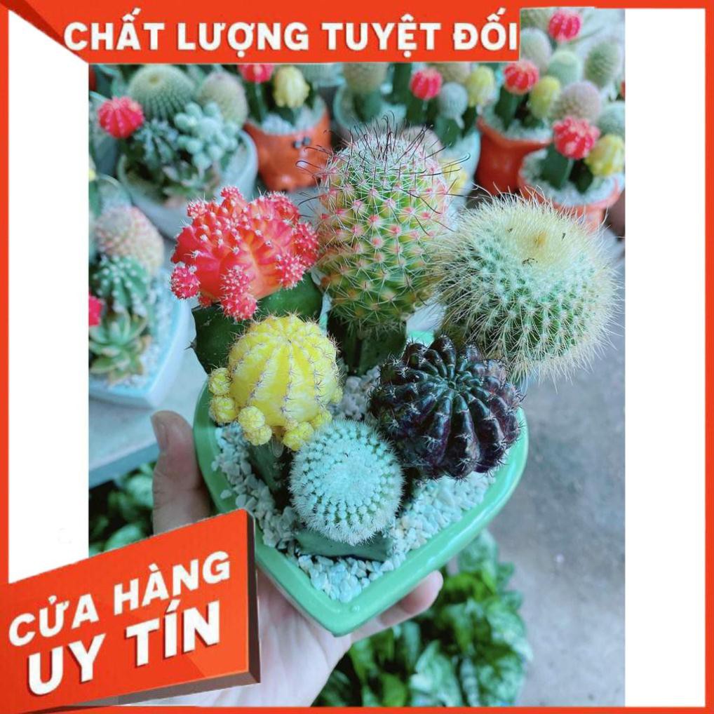 Chậu xương rồng tiểu cảnh Nhiều Người Mua