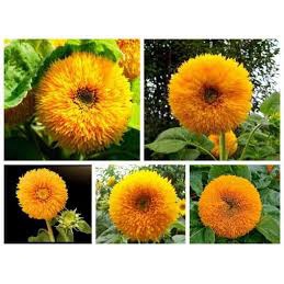 Hạt Giống Hoa Hướng Dương Kép F1Dễ Trồng, Hoa Nở Đẹp Tặng kèm Hướng Dẫn Trồng