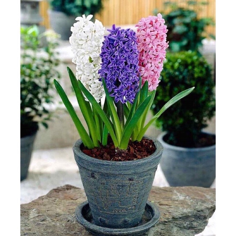 Sét 10 củ tiên ông hoa chuẩn Tết