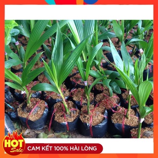 Cây Giống Dừa Xiêm Siêu Trái