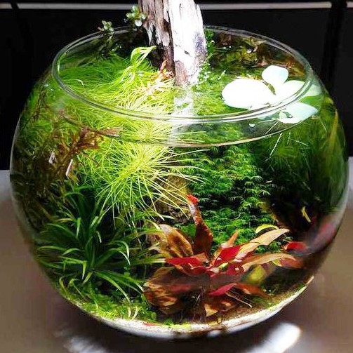 Bể Cá Thủy Tinh Tròn  Bể Cá Để Bàn, Kích Thước Rộng Bụng 19cm x Cao 16cm