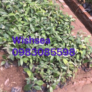 Cây nhót ngọt (combo 2 cây)