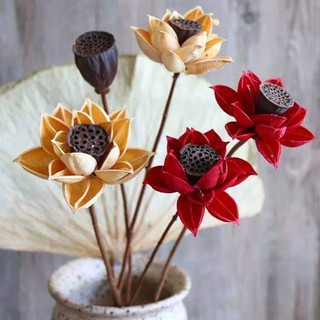 [ Xả kho ] Hoa sen khô trang trí nội thất Siêu độc đáo đẹp lạ Siêu hot