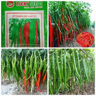 Hạt giống ớt sung dài (ớt đậu đũa) 30hat