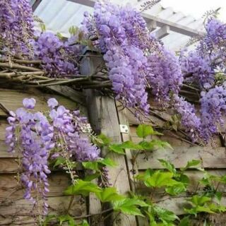 CÂY GIỐNG HOA TỬ ĐẰNG