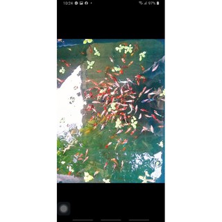 Food nemo koi thuần chủng - food nemo lớn