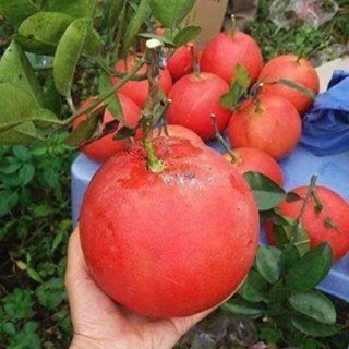 Cây giống bưởi đỏ tiến vua cao 1m trồng 1 năm có trái