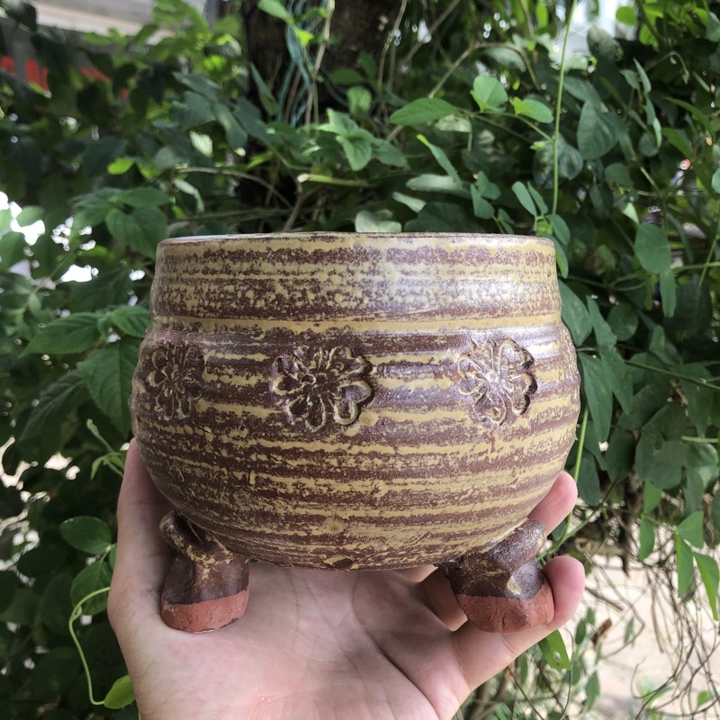 Chậu xuất Hàn trồng sen đá
