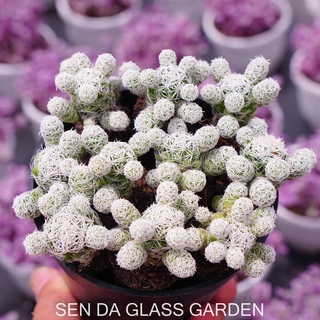 Xương rồng trứng chim GLASS GARDEN size mini 3cm, Siêu rẻ, dễ trồng, khỏe