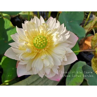 Củ sen vàng hồng Irristable Charm