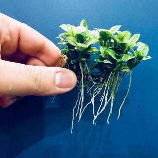 Dung dịch Grow Fast kích rễ mới 30ml