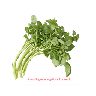 Hạt giống rau cải xoong