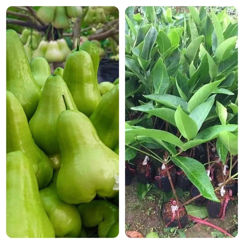 Cây roi đường xanh, đỏ giống