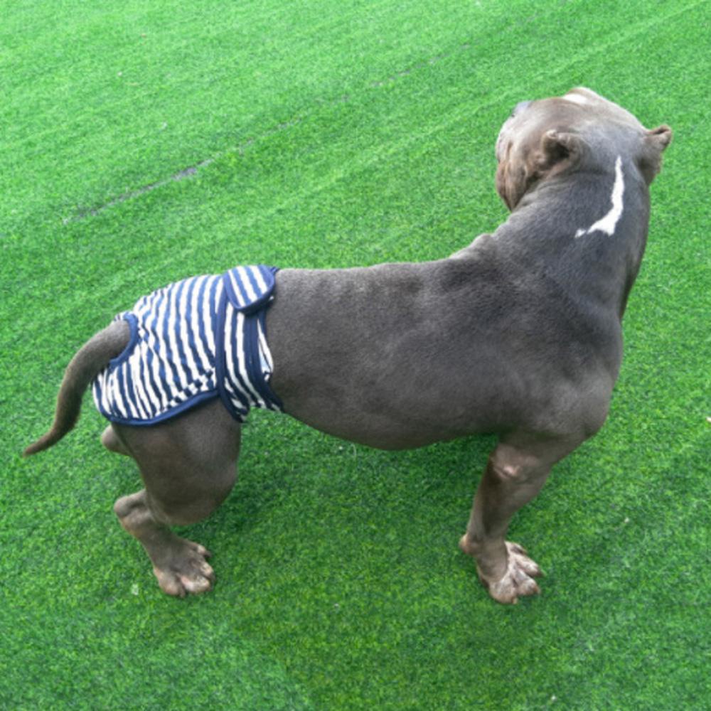 Danilo Quần Lót Sinh Lý Có Thể Giặt Sạch Dành Cho Nam Nữ