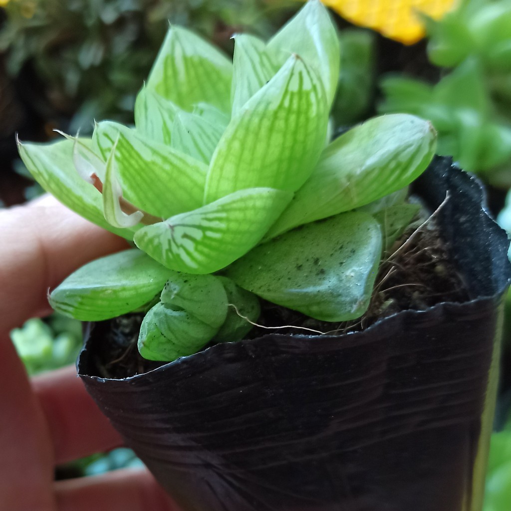 Sen đá ngọc, Haworthia Cooperi, guốc (Đọc mô tả)