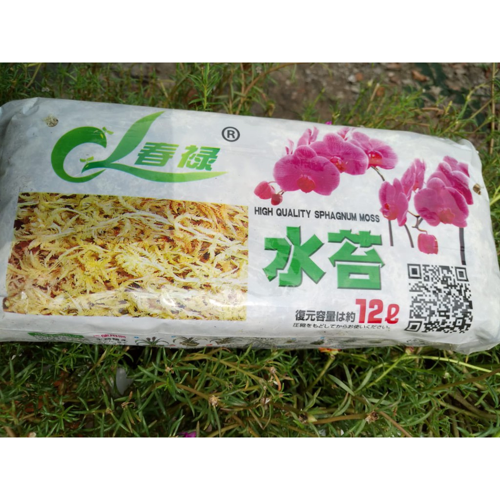 Tảo nén NHẬT trồng lan (dớn trắng, dớn sợi mềm)