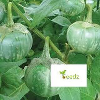 50 hạt giống cà bát xanh da ếch VINMARK HẠT GIỐNG