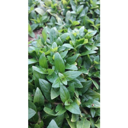 Cây thủy sinh rau thơm