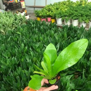 TỔ PHỤNG GHÉP LAN, TRỒNG SÂN VƯỜN, CHẬU TREO