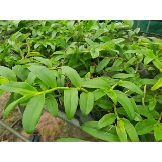 5ct ho gieo hạt