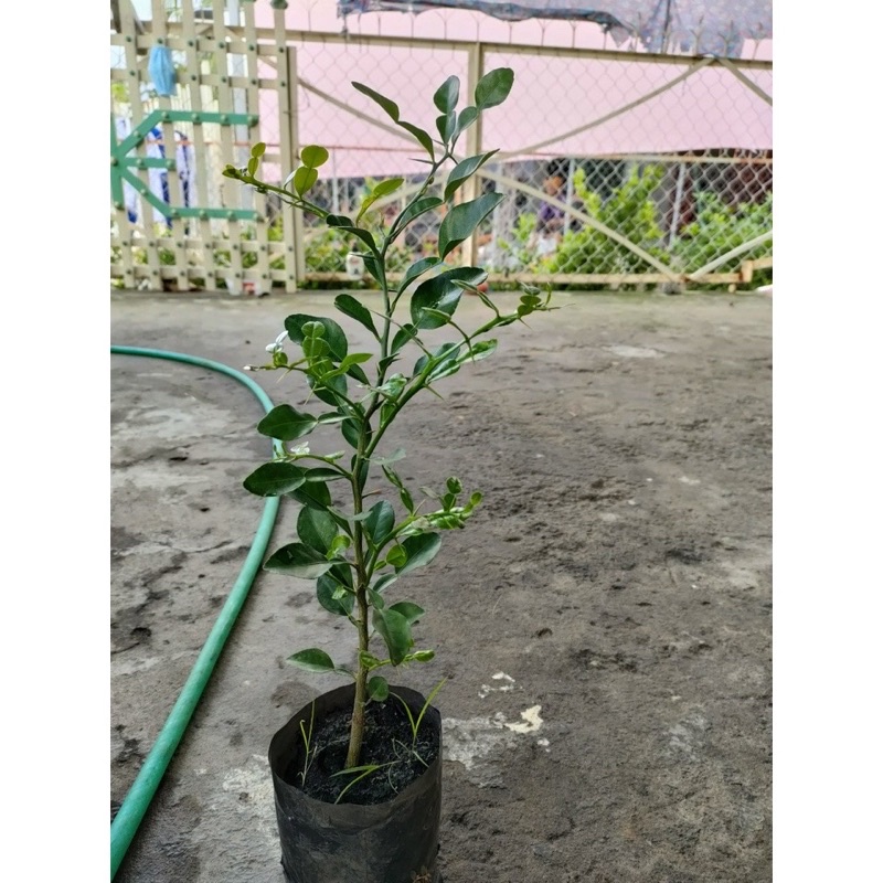 Cây chanh chúc hấp gà